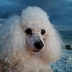 Meet your Posher, James